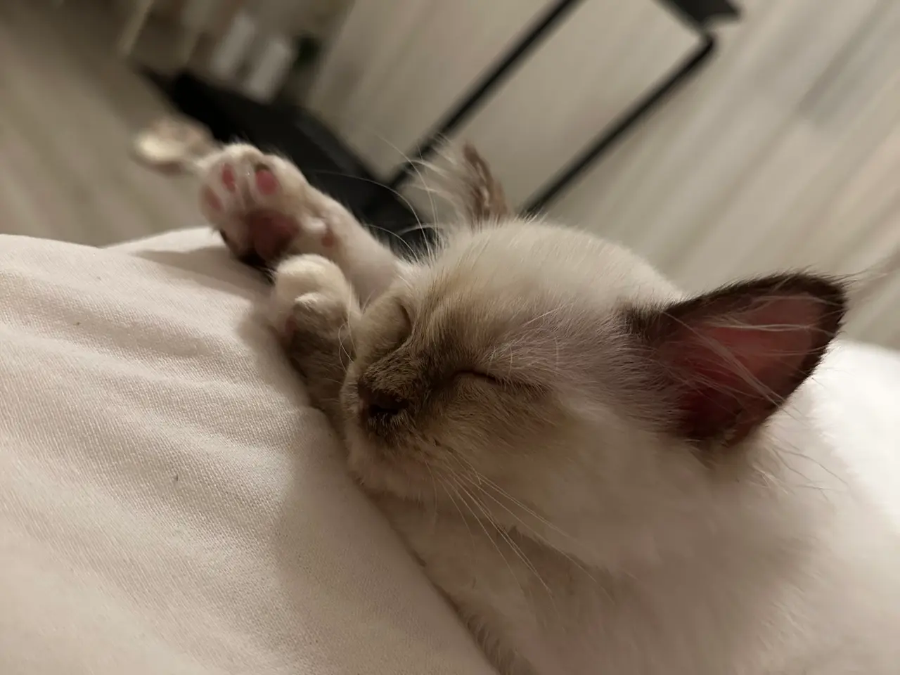 Billede 1 - Ragdoll / hellig birma