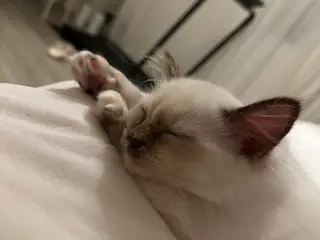 Ragdoll / hellig birma