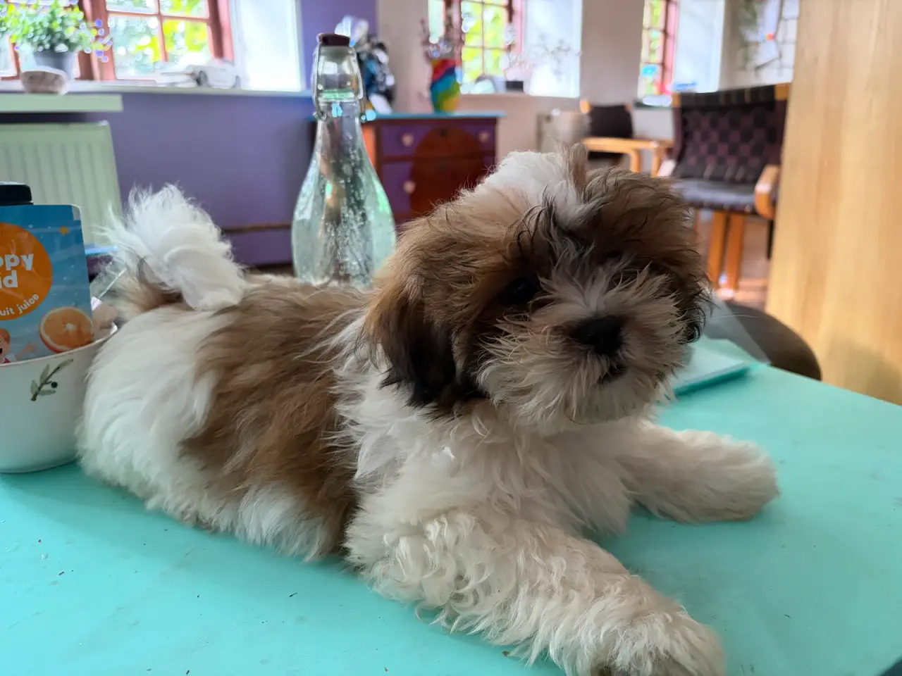 Billede 2 - Shih tzu dreng