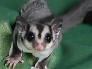 Søger en sugarglider hun