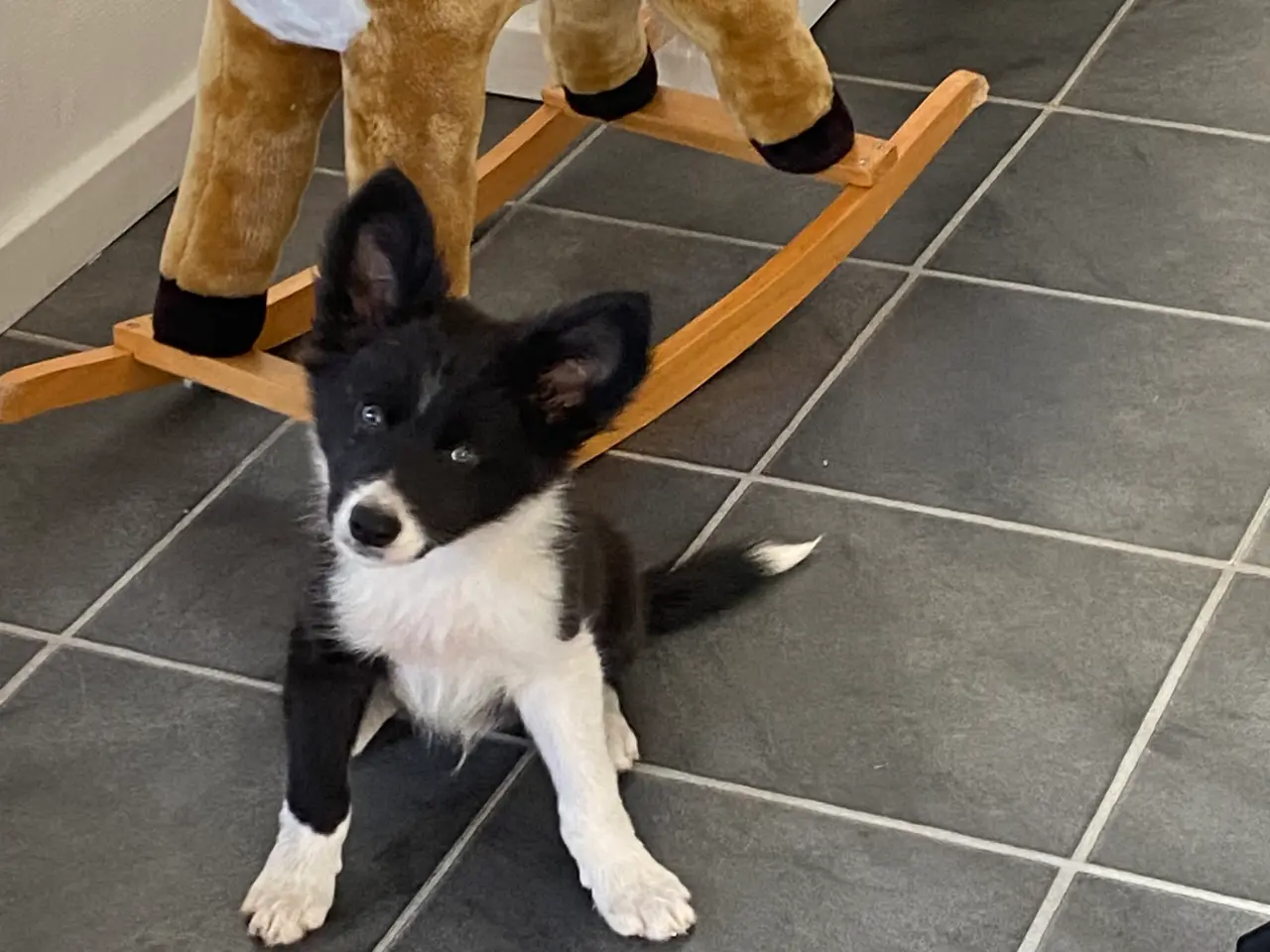 Billede 4 - Border Collie