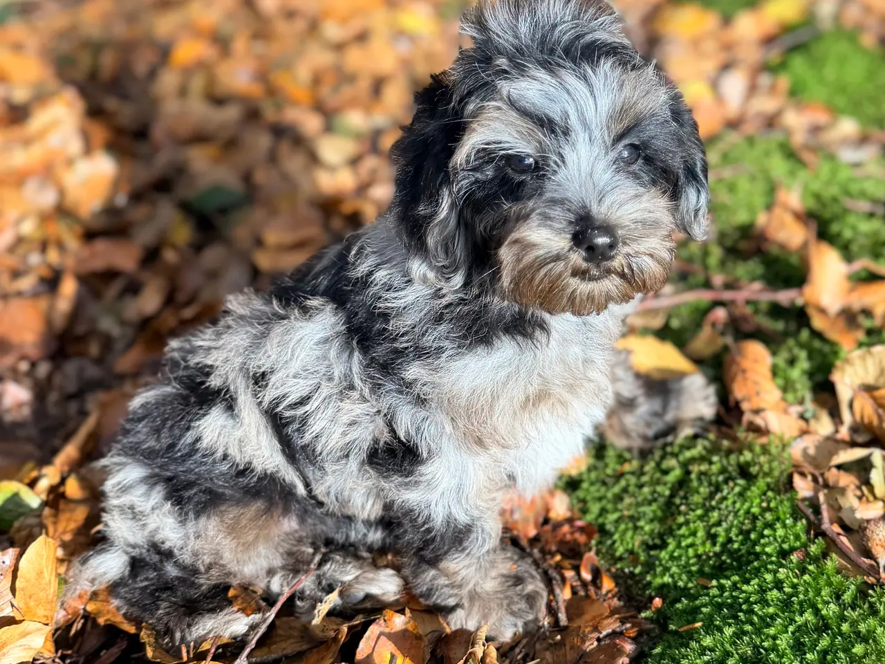 Billede 9 - Cockapoo F1B