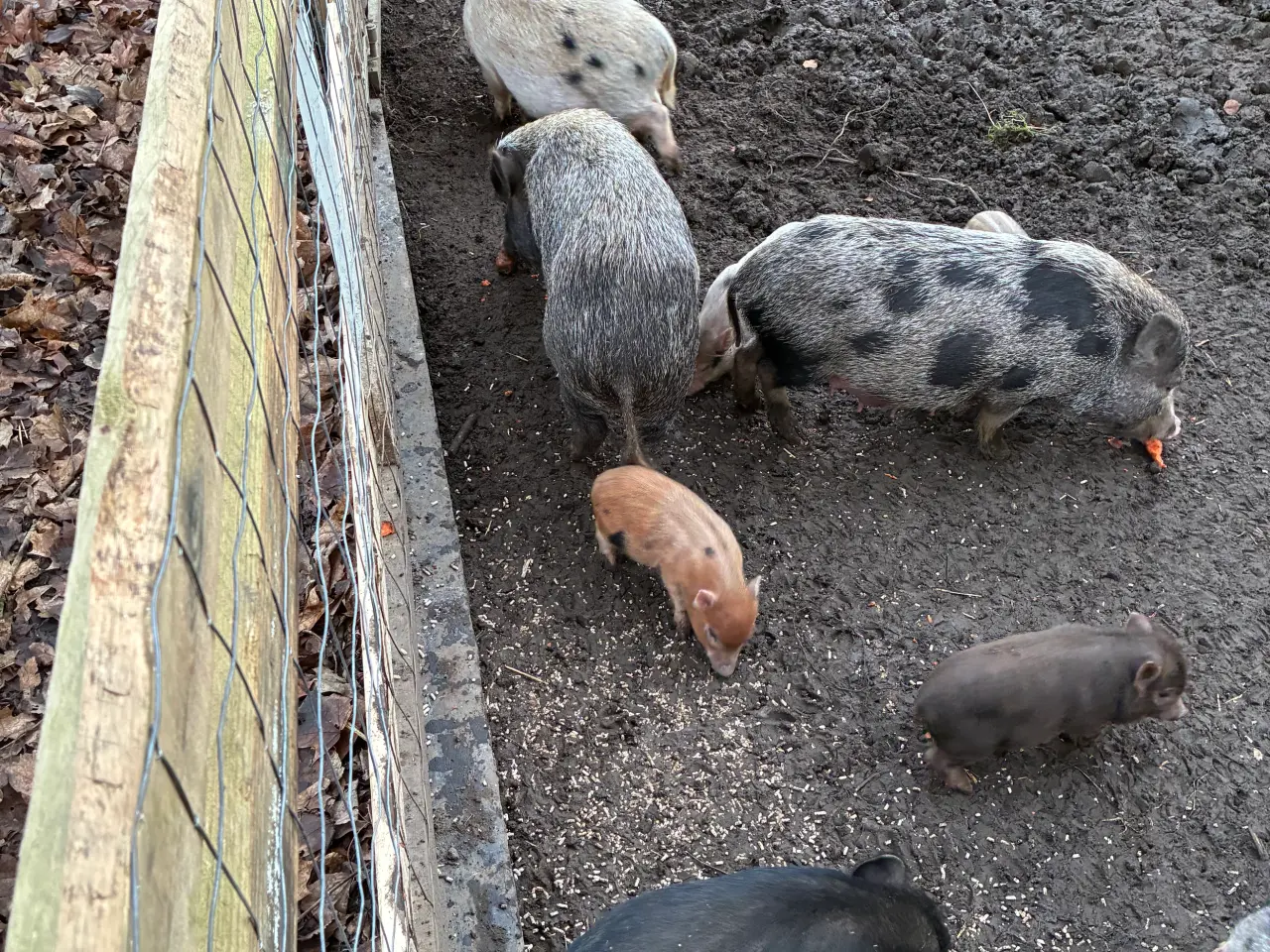 Billede 5 - Mini grise chippet og med papir