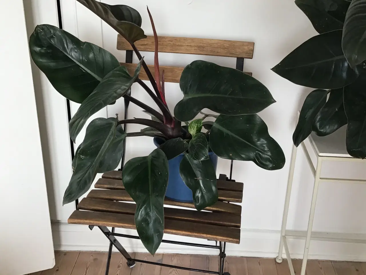 Billede 2 - Philodendron red Congo og Birkins