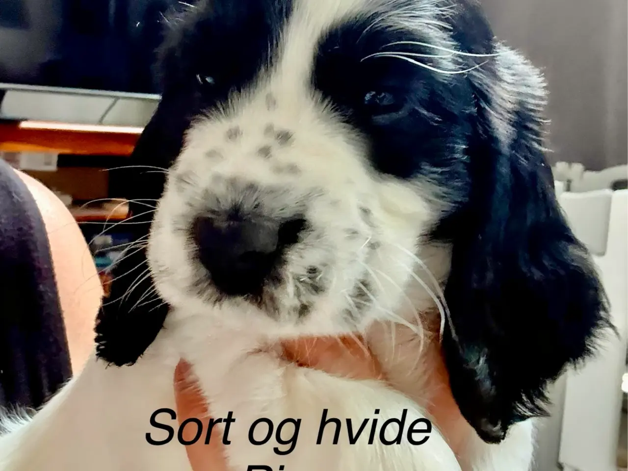 Billede 5 - Cocker Spaniel med Købskontrakt