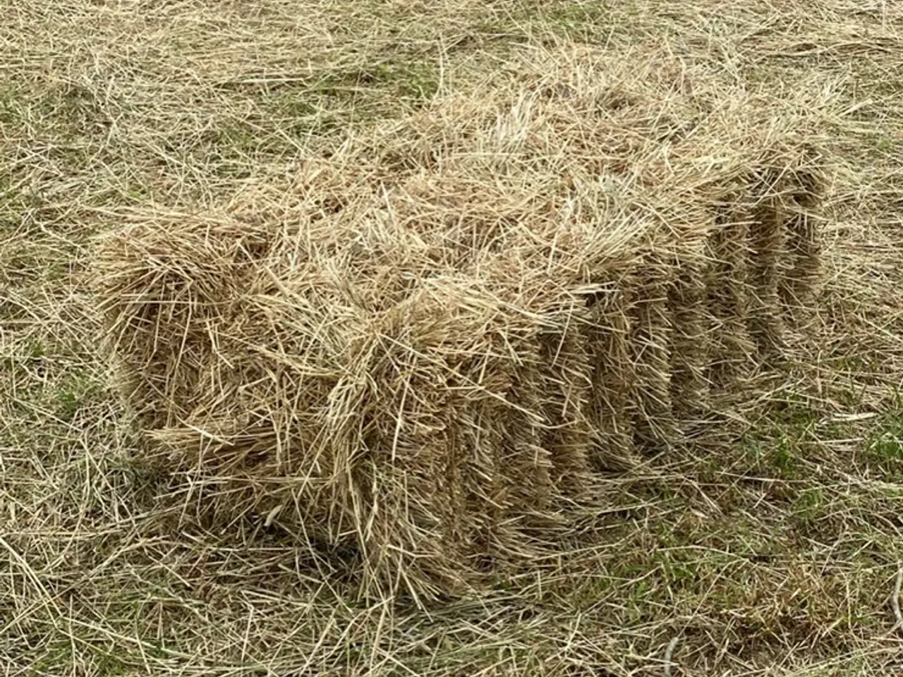 Billede 1 - Hestehø i Morten Korch baller