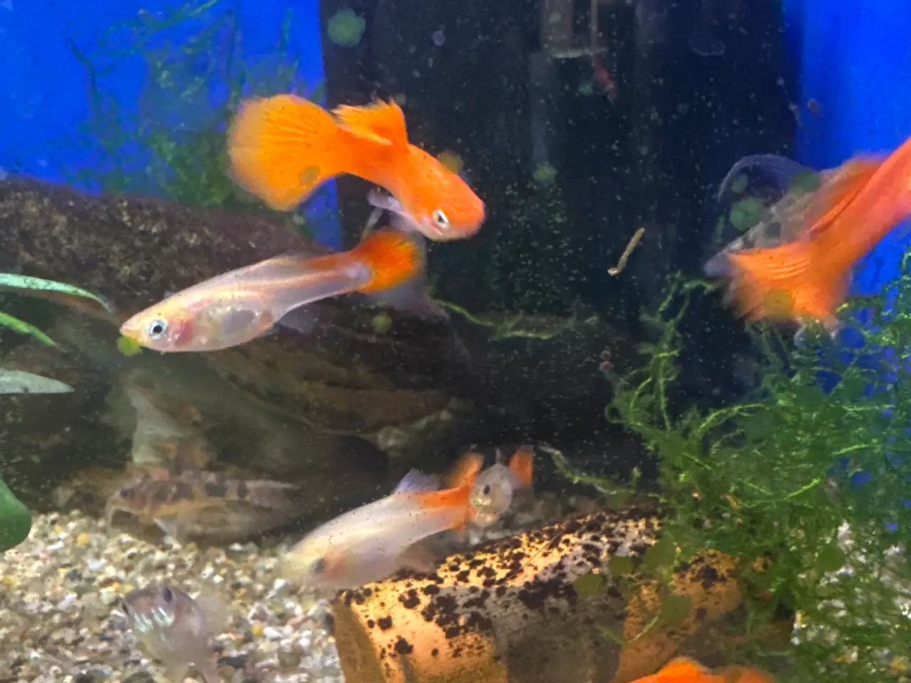 Billede 1 - Full red guppy