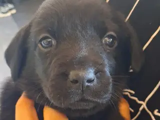 F1 Labrador hvalpe 