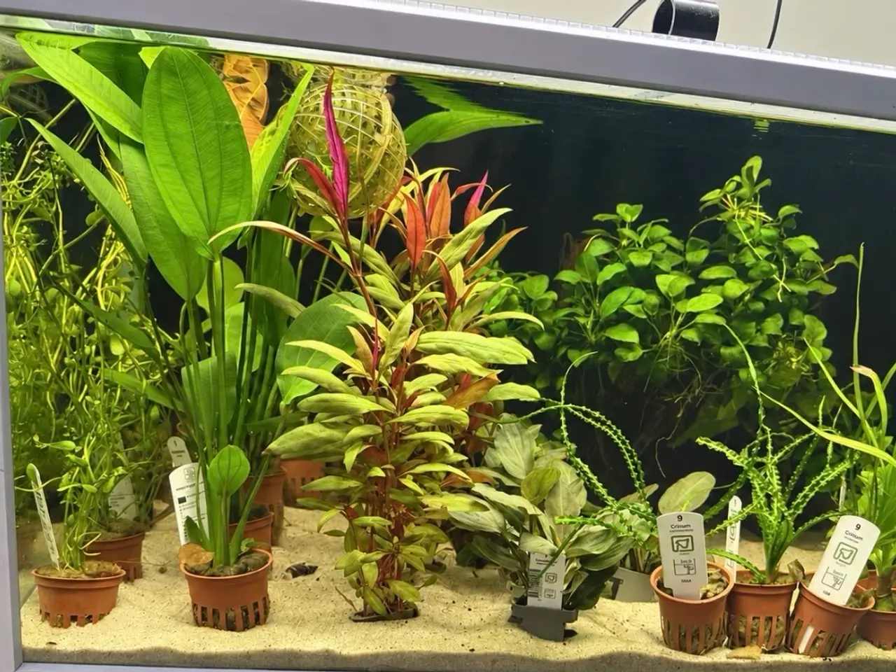 Billede 16 - 🩷 Wow mange flotte akvarieplanter 🩷