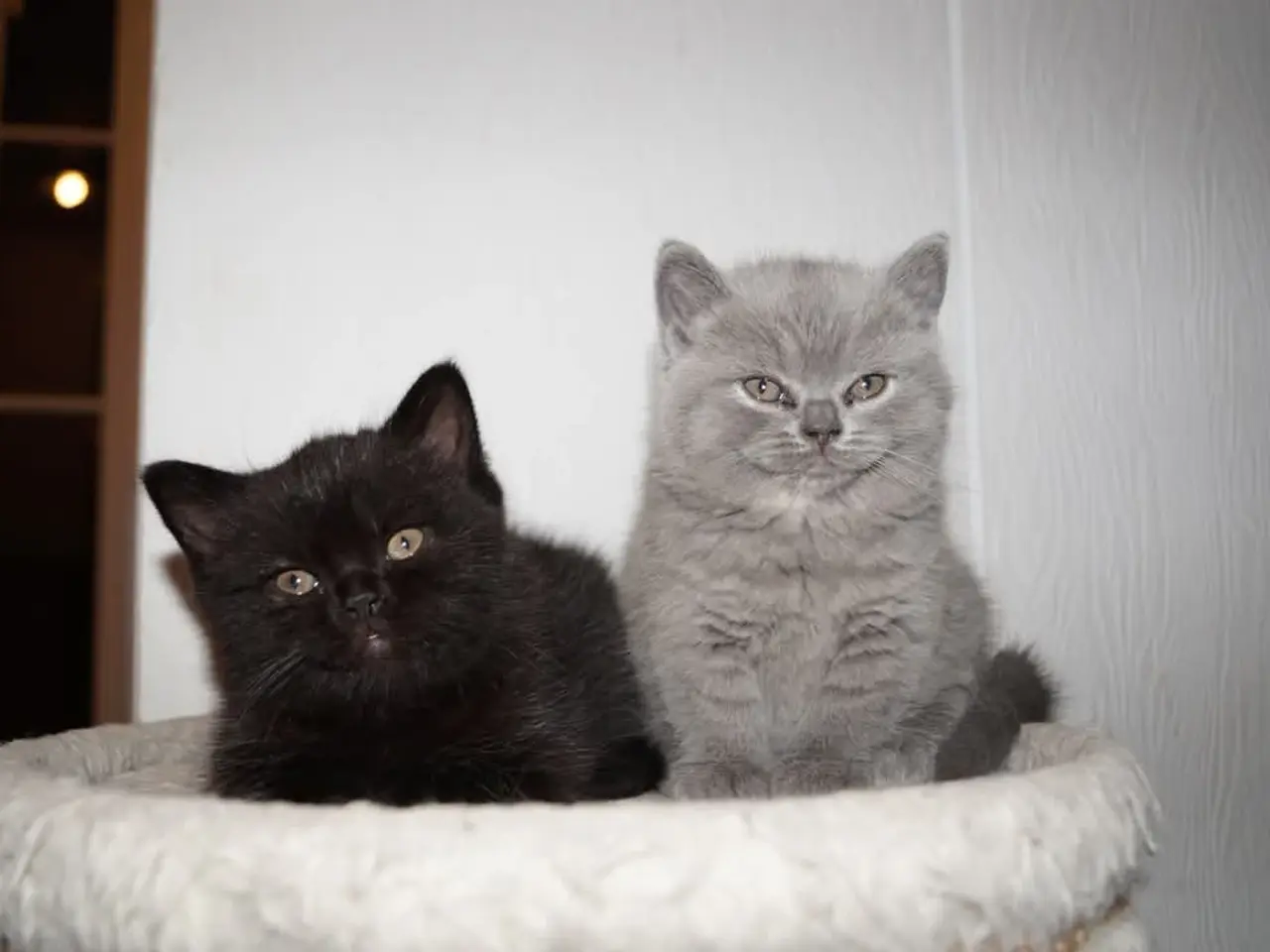 Billede 5 - British shorthair killinger med stamtavle