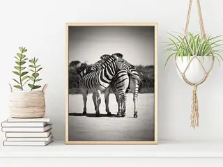 Plakat Zebrakram 50x70cm
