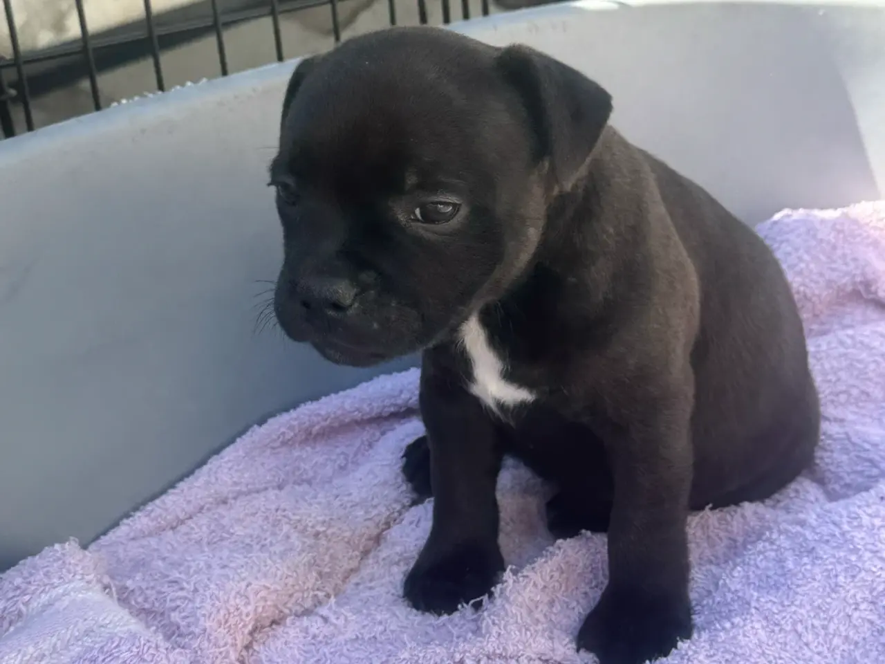 Billede 6 - Staffordshire Bull Terrier