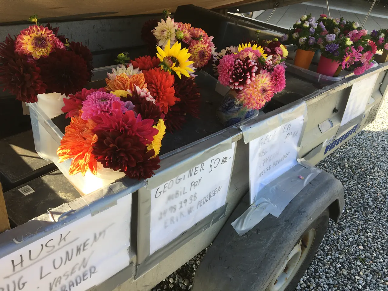 Billede 1 - georginer og asters i buketter
