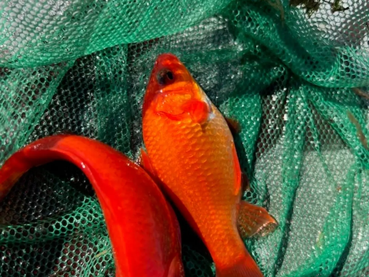 Billede 3 - Guldfisk