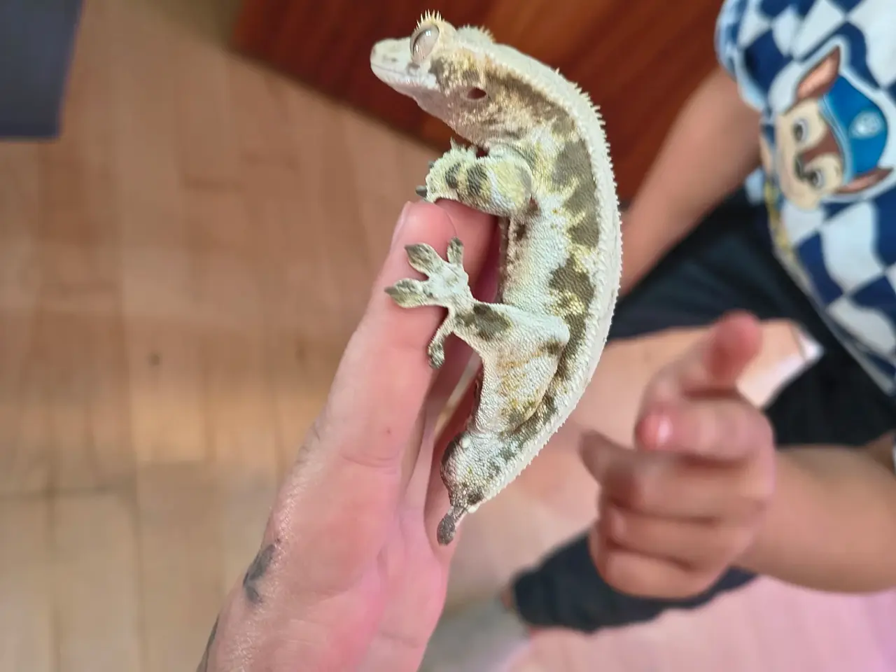 Billede 3 - Reserveret! LW kronegekko 1.0 og terrarie