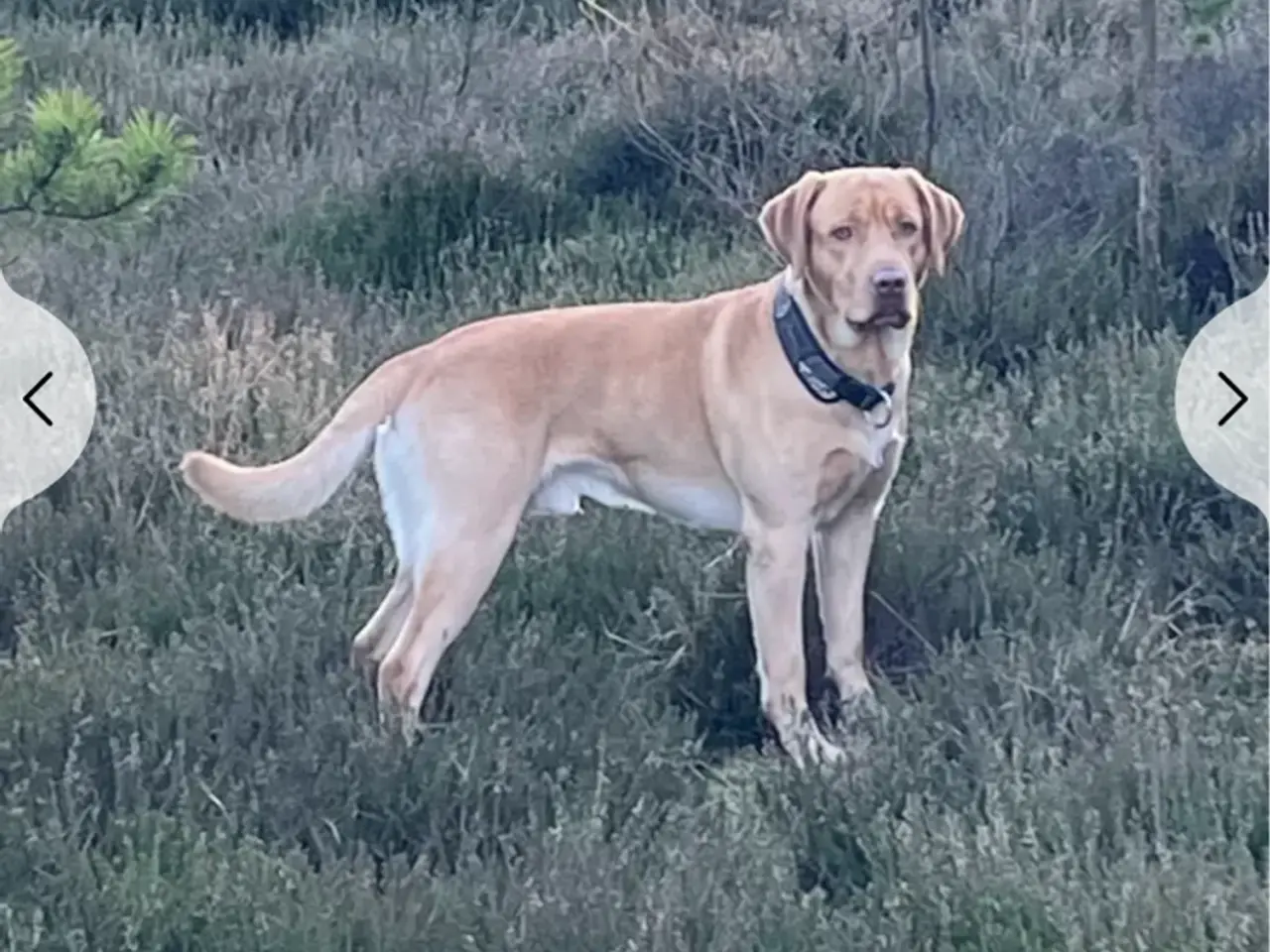 Billede 5 - Labrador hvalpe sælges