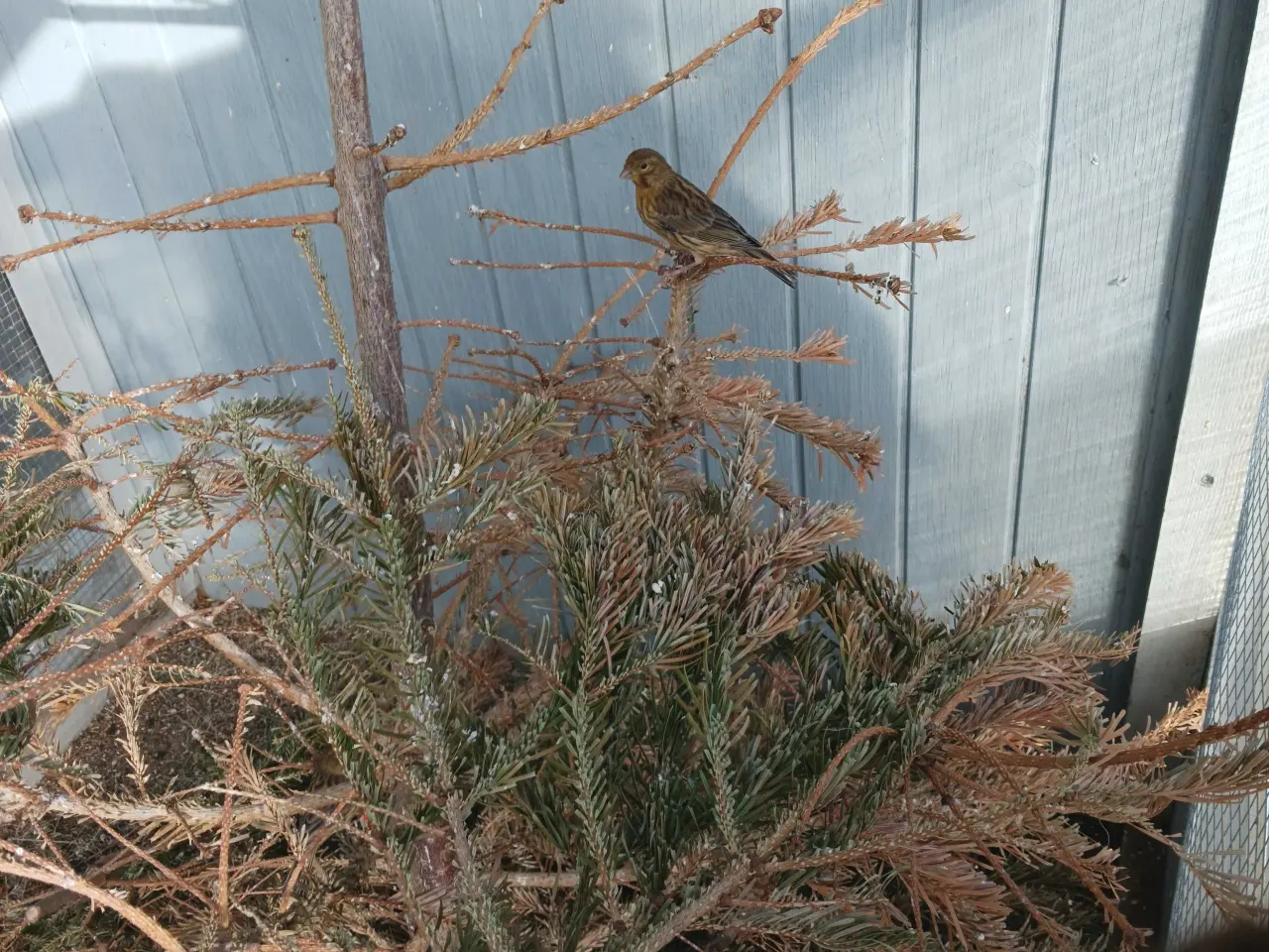 Billede 1 - Kanariefugle bronzefarvet