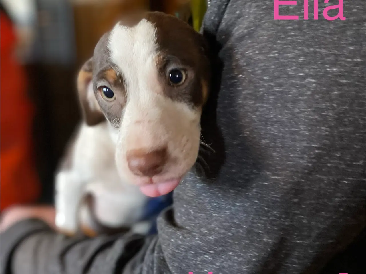 Billede 9 - Hundehvalpe Dansk/svenskgårdhunde