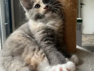 Hun killing Maine coon/norsk skovkat- hellig Birma