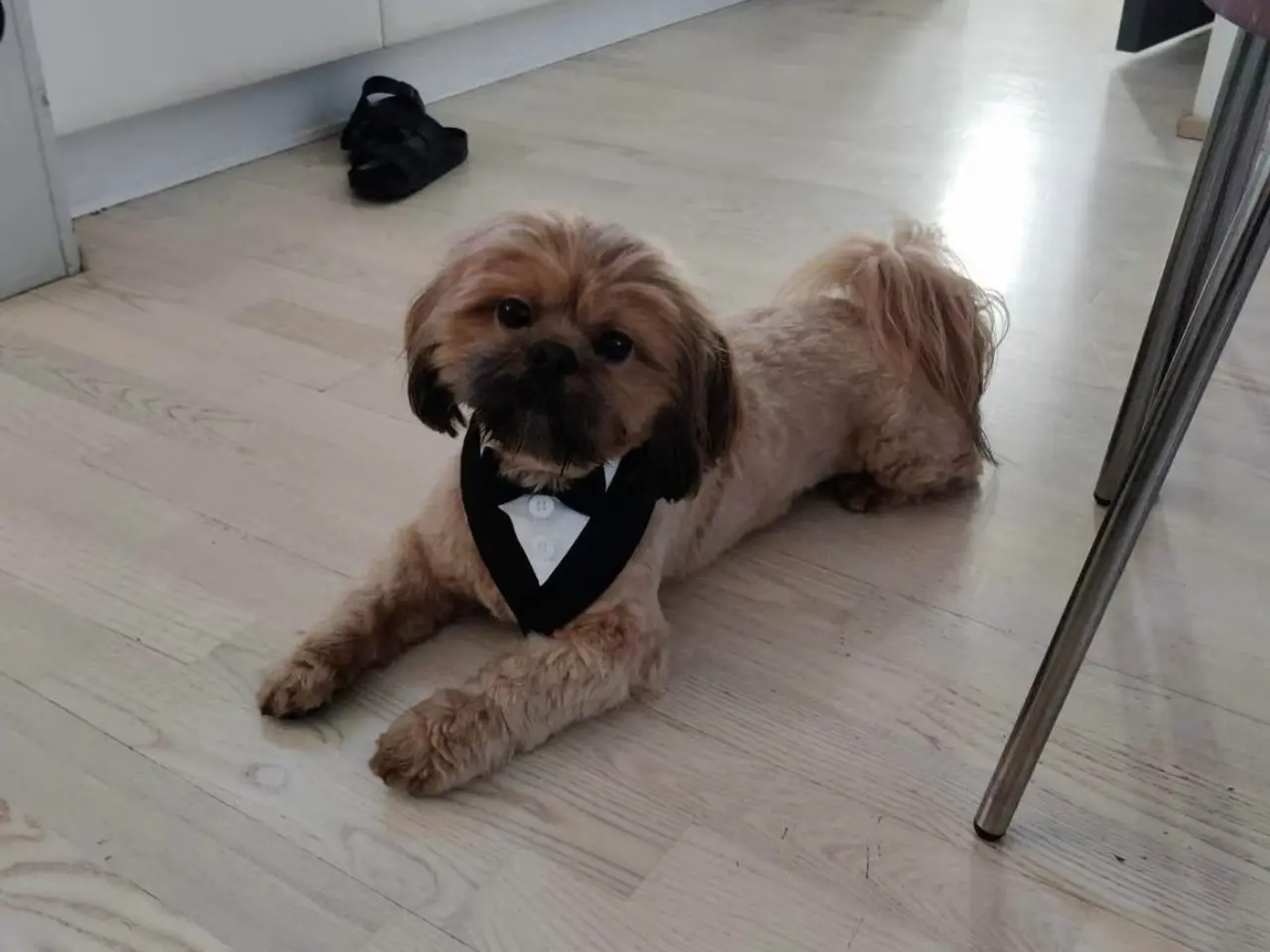 Billede 2 - Boomer hvalpe søger nye madskåle d 3 juli❤️