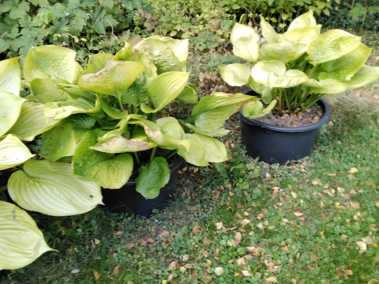 Billede 2 - Kæmpe Hosta Sun and Substance I store 40L potter