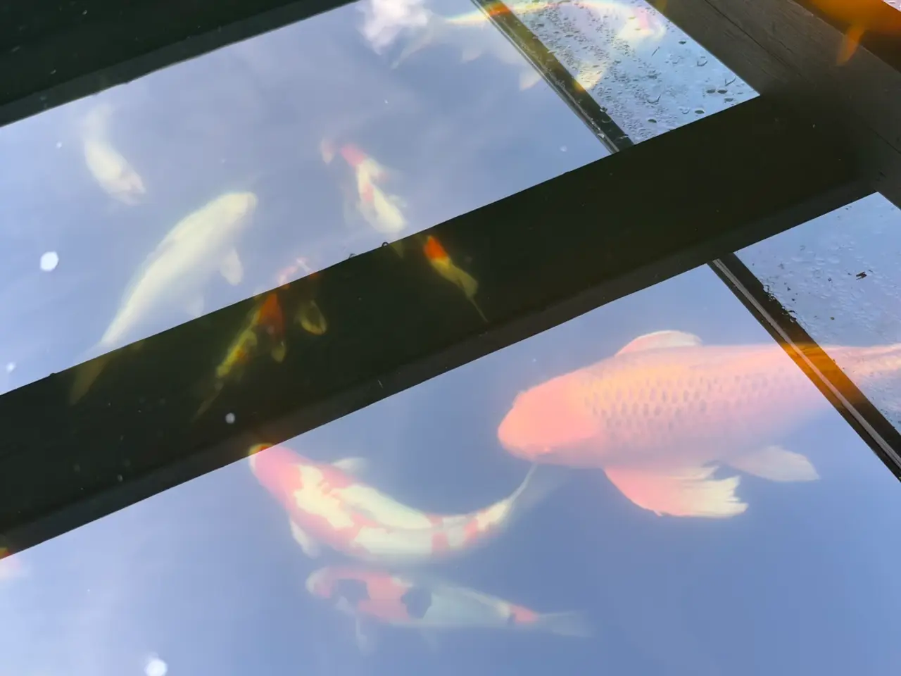 Billede 2 - Alle mine fisk sælges