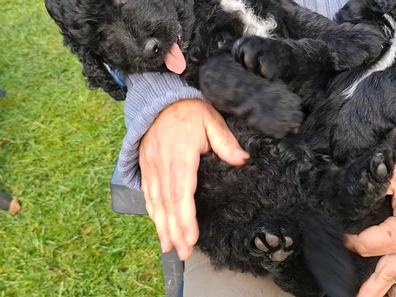 Billede 5 - Bernerdoodle / doodle  