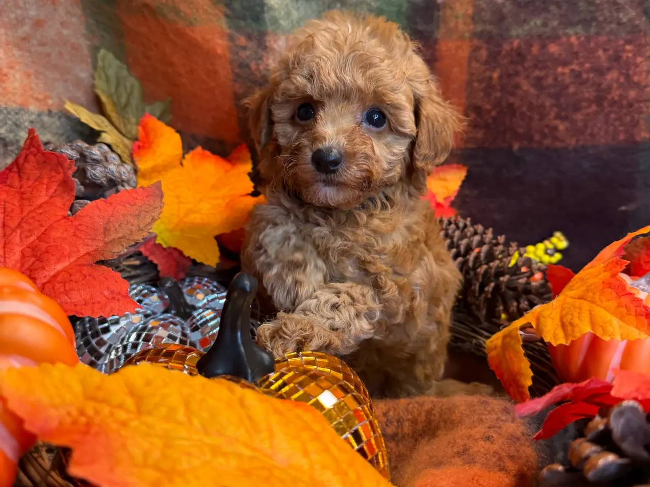 Billede 10 - Skønne mini Maltipoo hvalpe