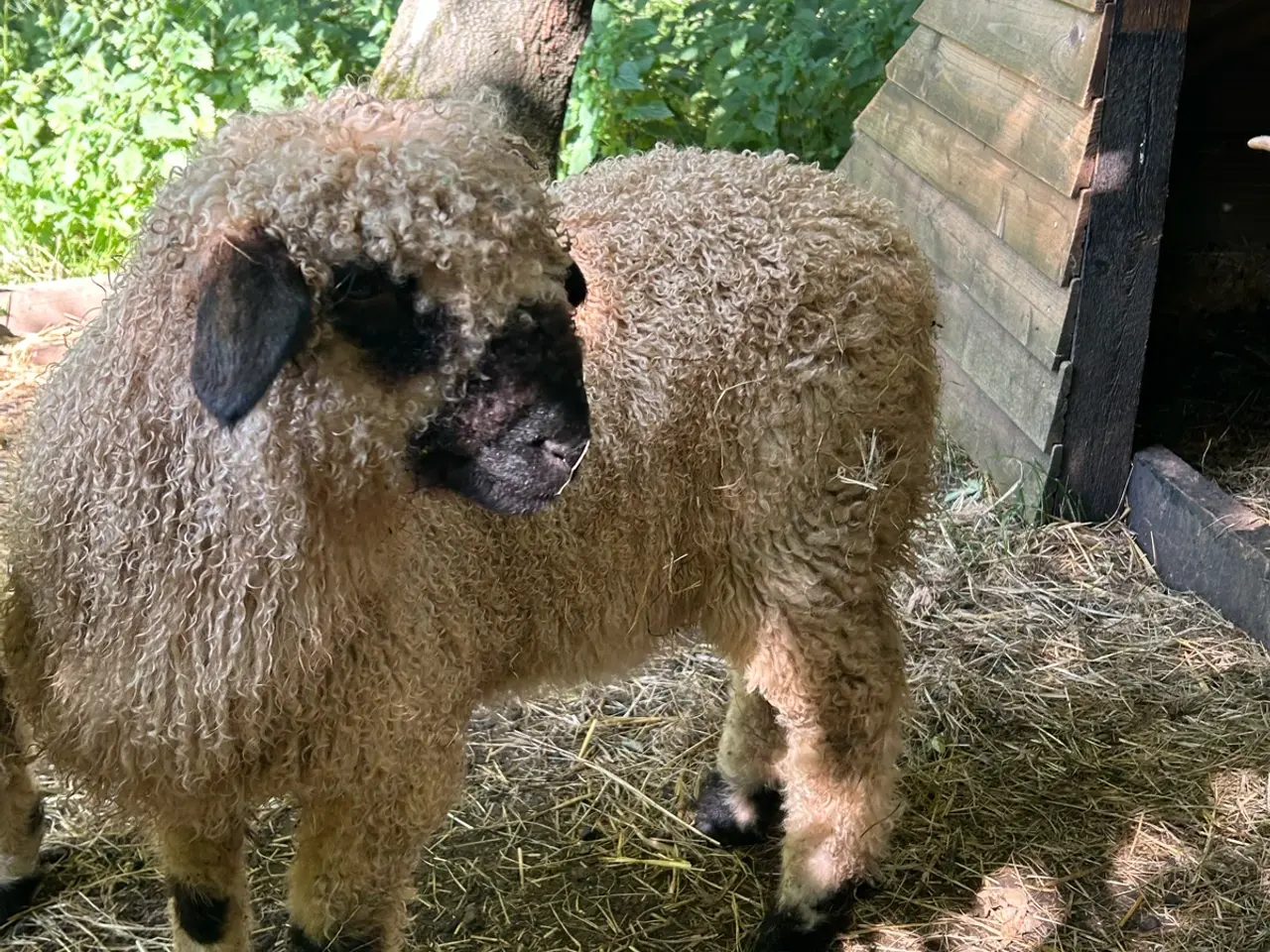 Billede 2 - Valais Blacknose gimmer lam sælges - næsten ren