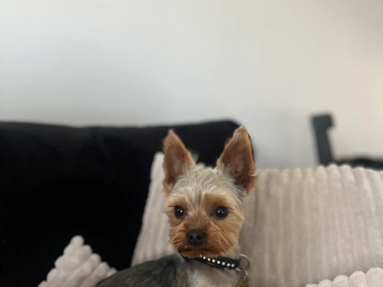 Billede 2 - Lille yorkshire terrier han udbydes til avl