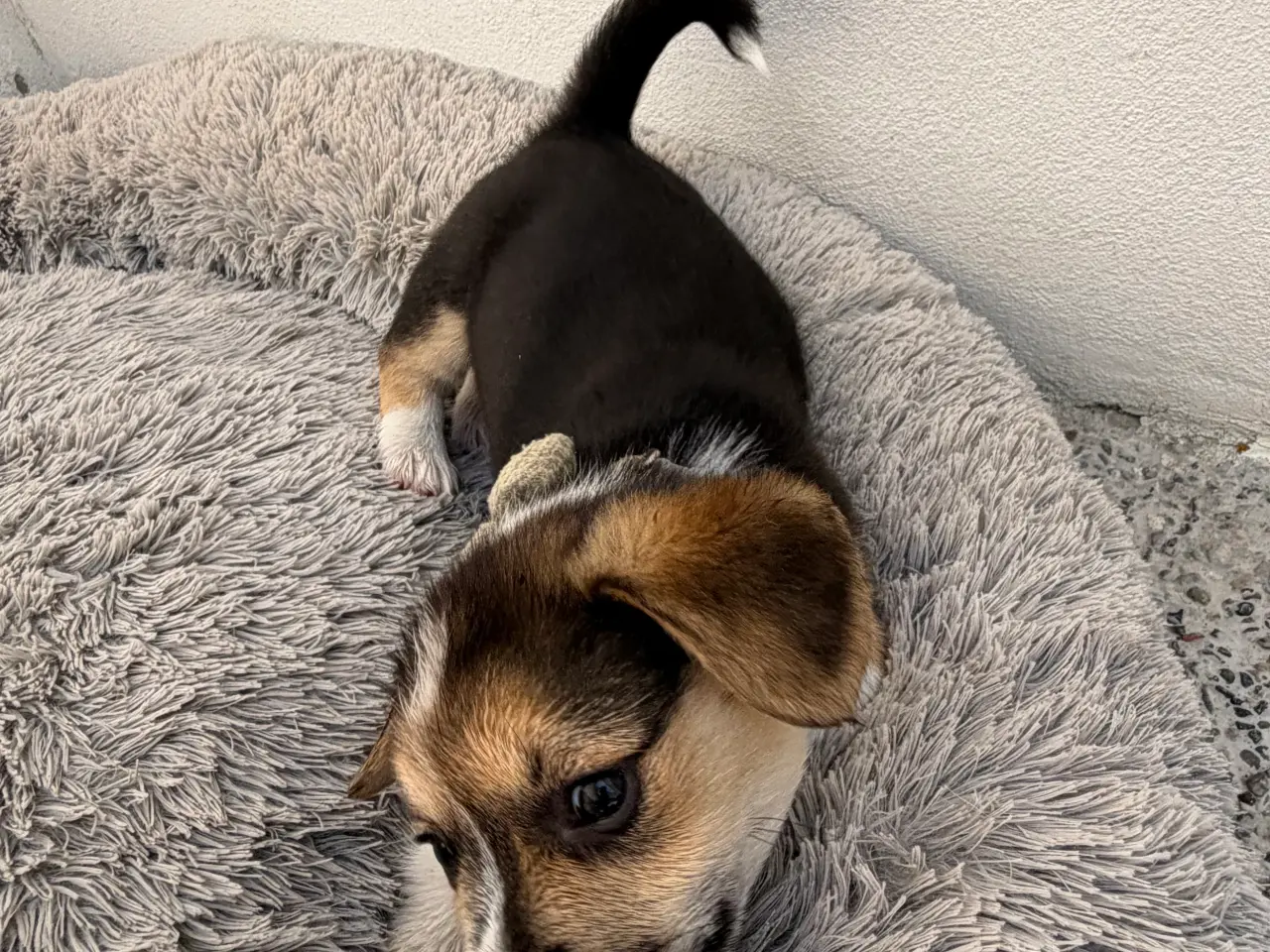 Billede 2 - Corgi Pembroke hundehvalpe