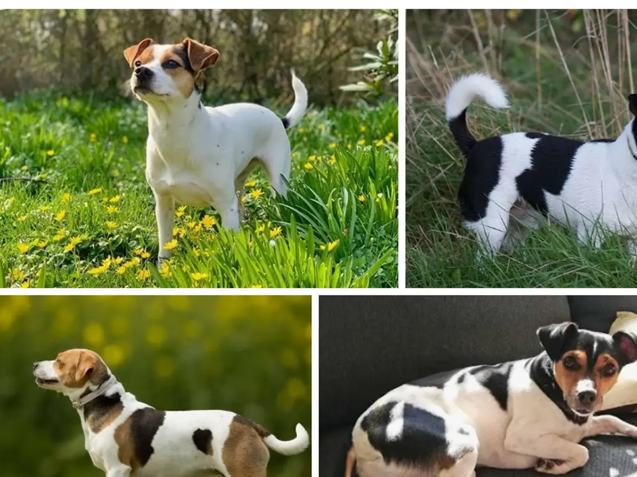 Billede 1 - Lille hund søges