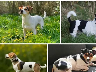 Lille hund søges 