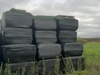 wrap 