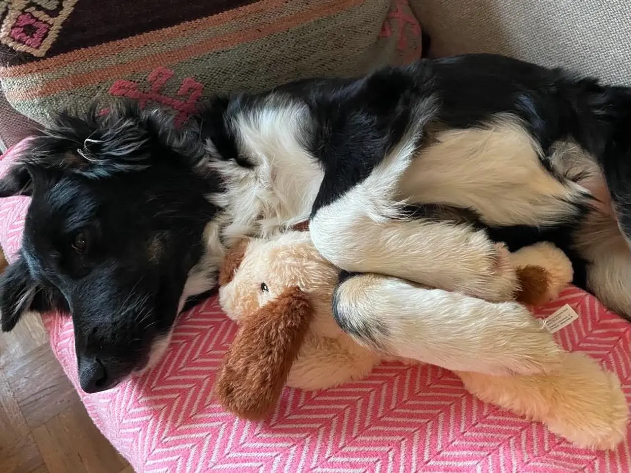 Billede 4 - Skønne Kamille søger nyt hjem 🐶