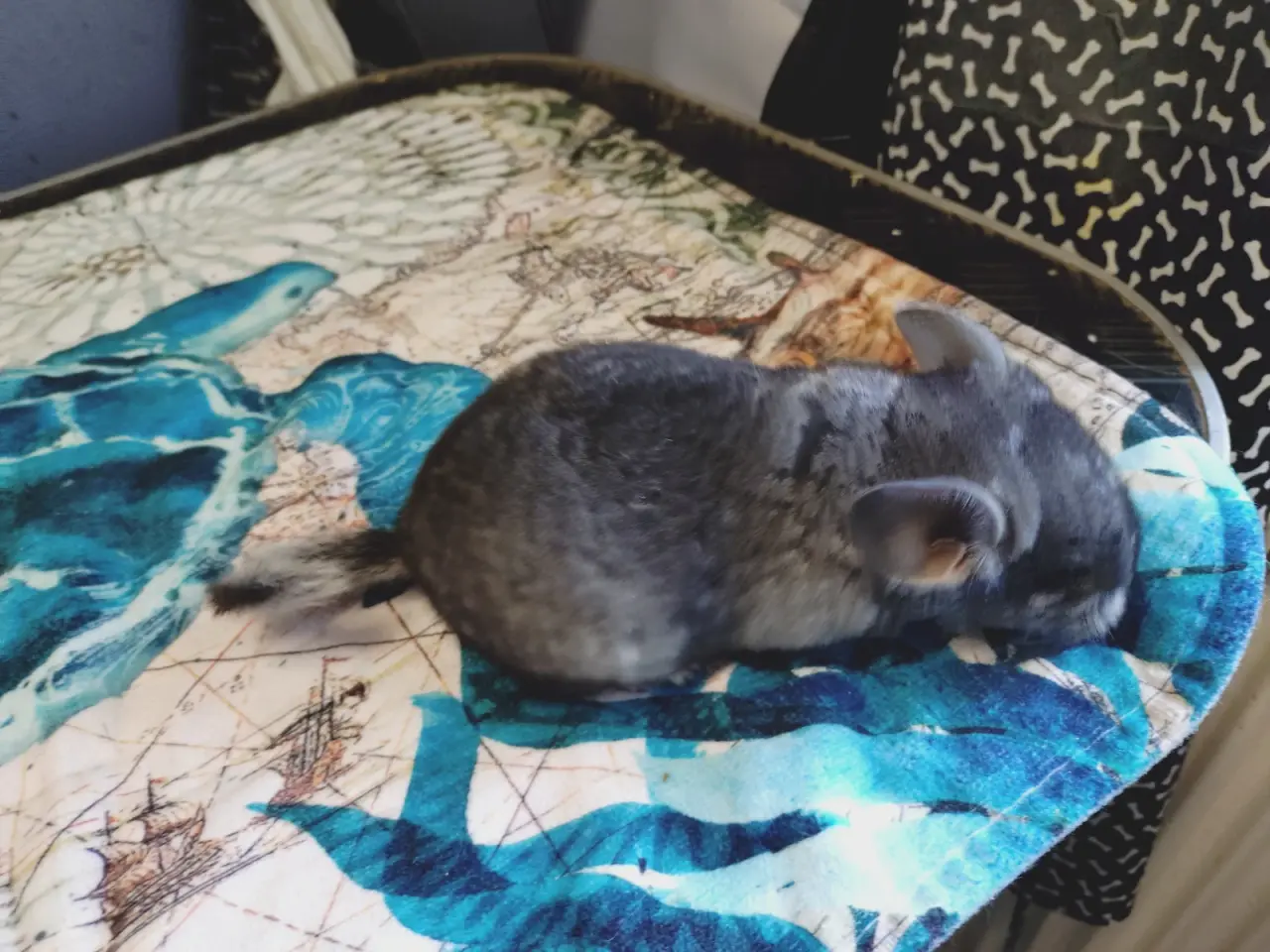 Billede 7 - Chinchilla unger