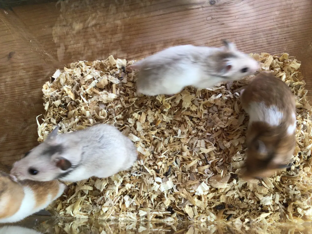 Billede 3 - Kort hårede guldhamster