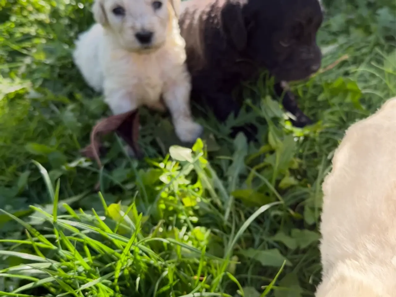 Billede 4 - Smukke Golden Doodle hvalpe
