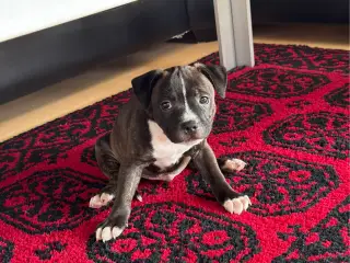 Engelsk staffordshire bullterrier