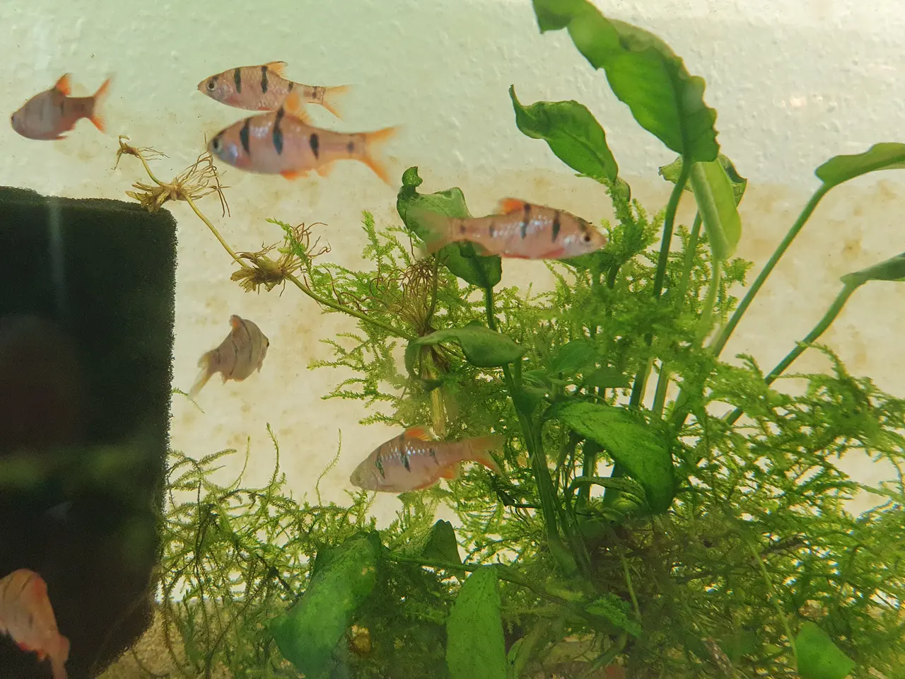 Billede 2 - 🐟🖤 5-BÅNDS BARBE TIL SALG 🖤🐟