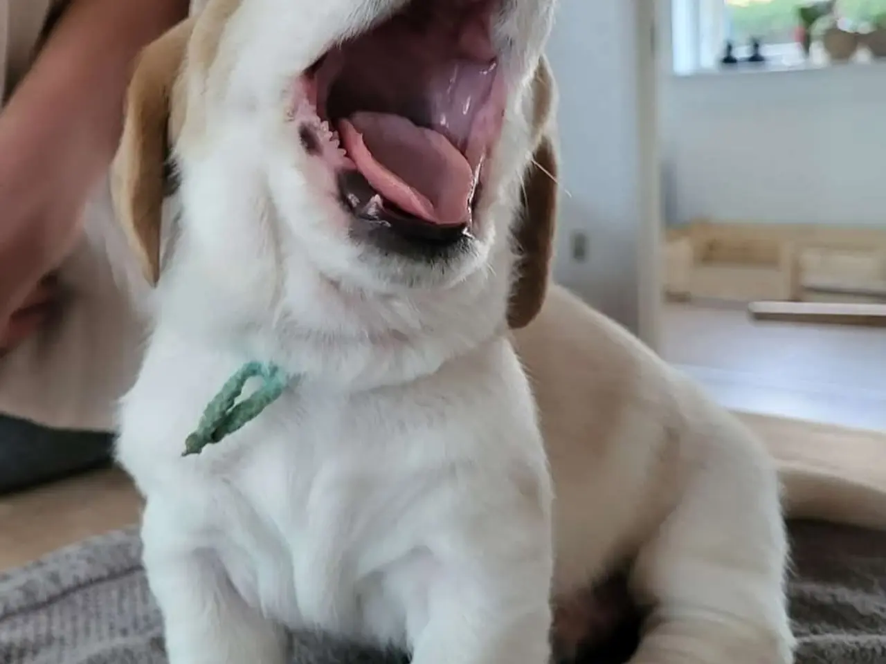 Billede 1 - Dejlige basset hounds