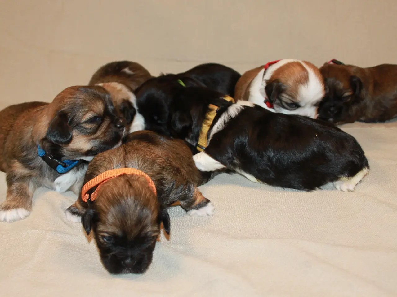 Billede 9 - Lhasa Apso hvalpe