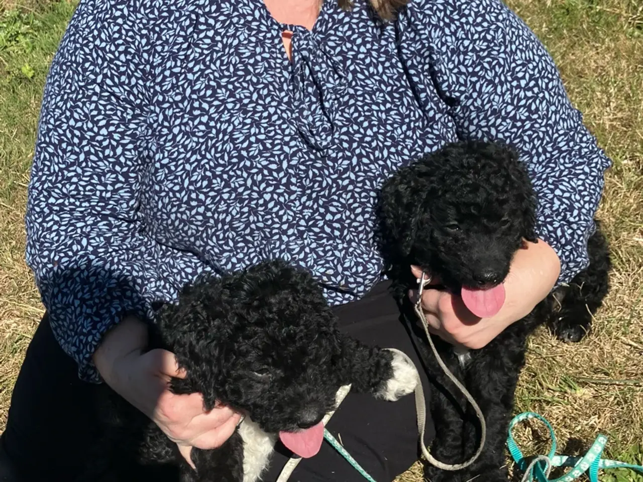 Billede 7 - Lagotto Romagnolo/Curly Coatted Retriever 