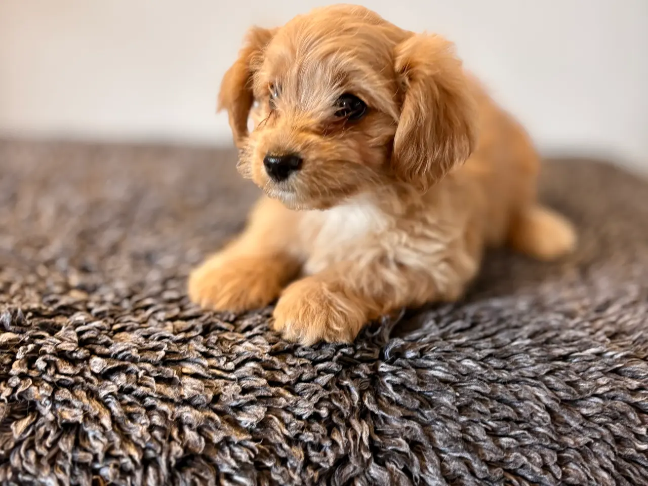 Billede 2 - Maltipoo
