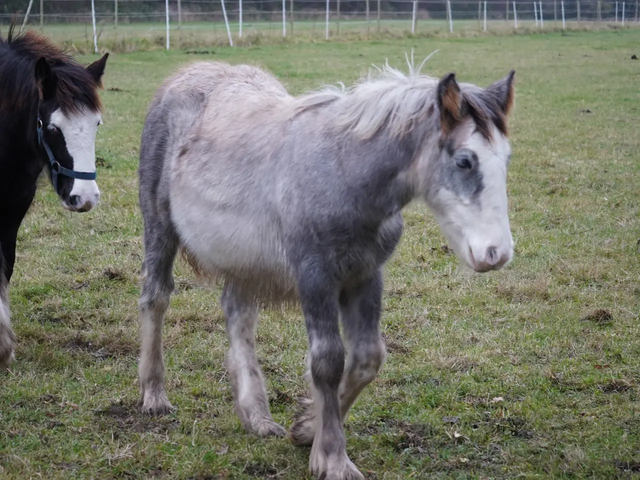 Billede 6 - Irish cob hingsteføl fra maj 2025
