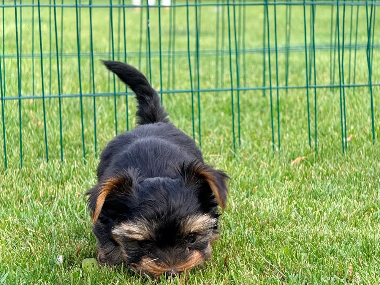 Billede 2 - Yorkshire Terrier leder efter nye familie