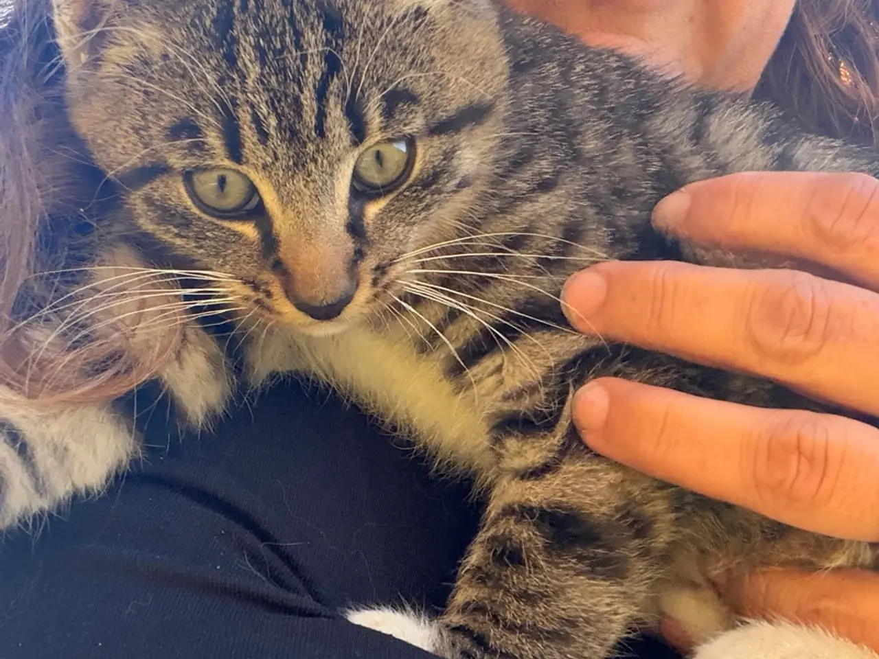 Billede 4 - Gårdkat