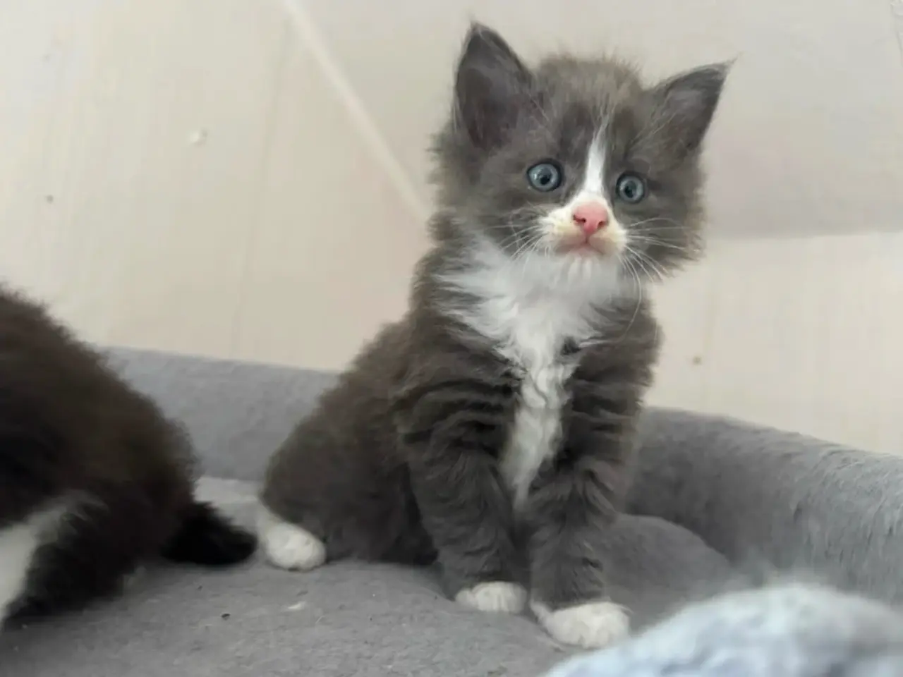 Billede 13 - 💙🖤Maine Coon/Ragdoll hankillinger 🖤💙