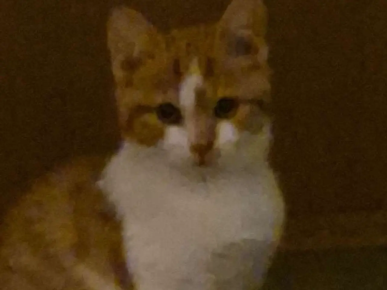 Billede 2 - Sælger min søde milo (den orange hvide) 💔🙏