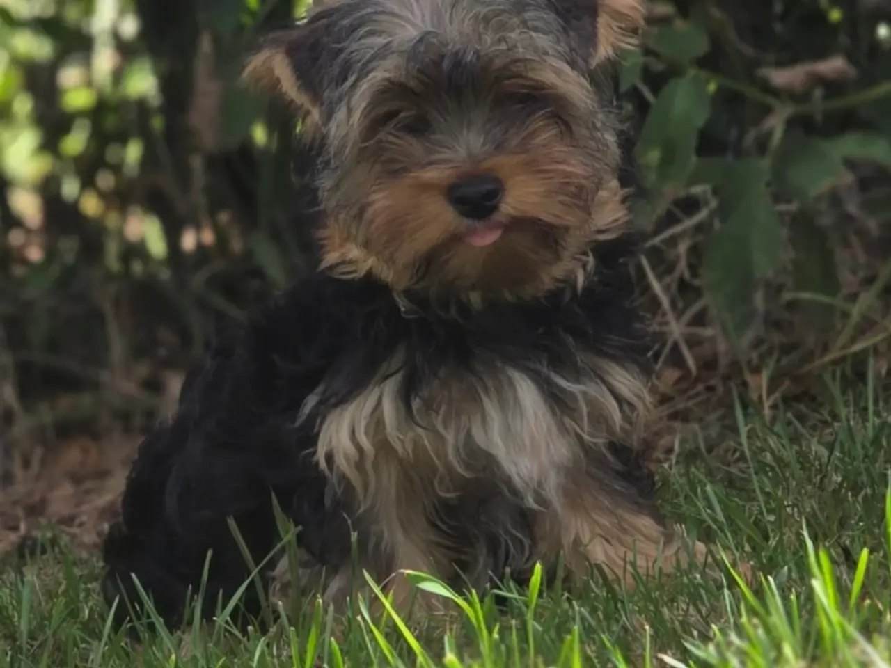 Billede 1 - 2 Yorkshire terrier hvalpe søger nyt hjem